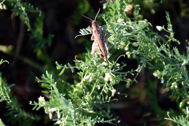 10,000 decares of farm lands under locust invasion in Turkey’s Mardin
