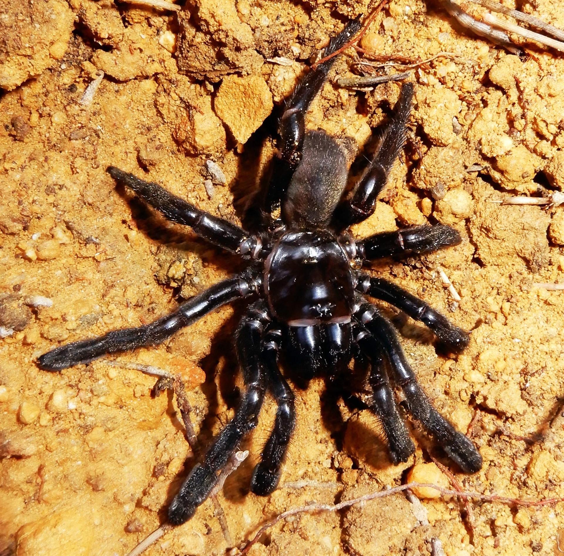 Worlds oldest known spider dies of wasp sting