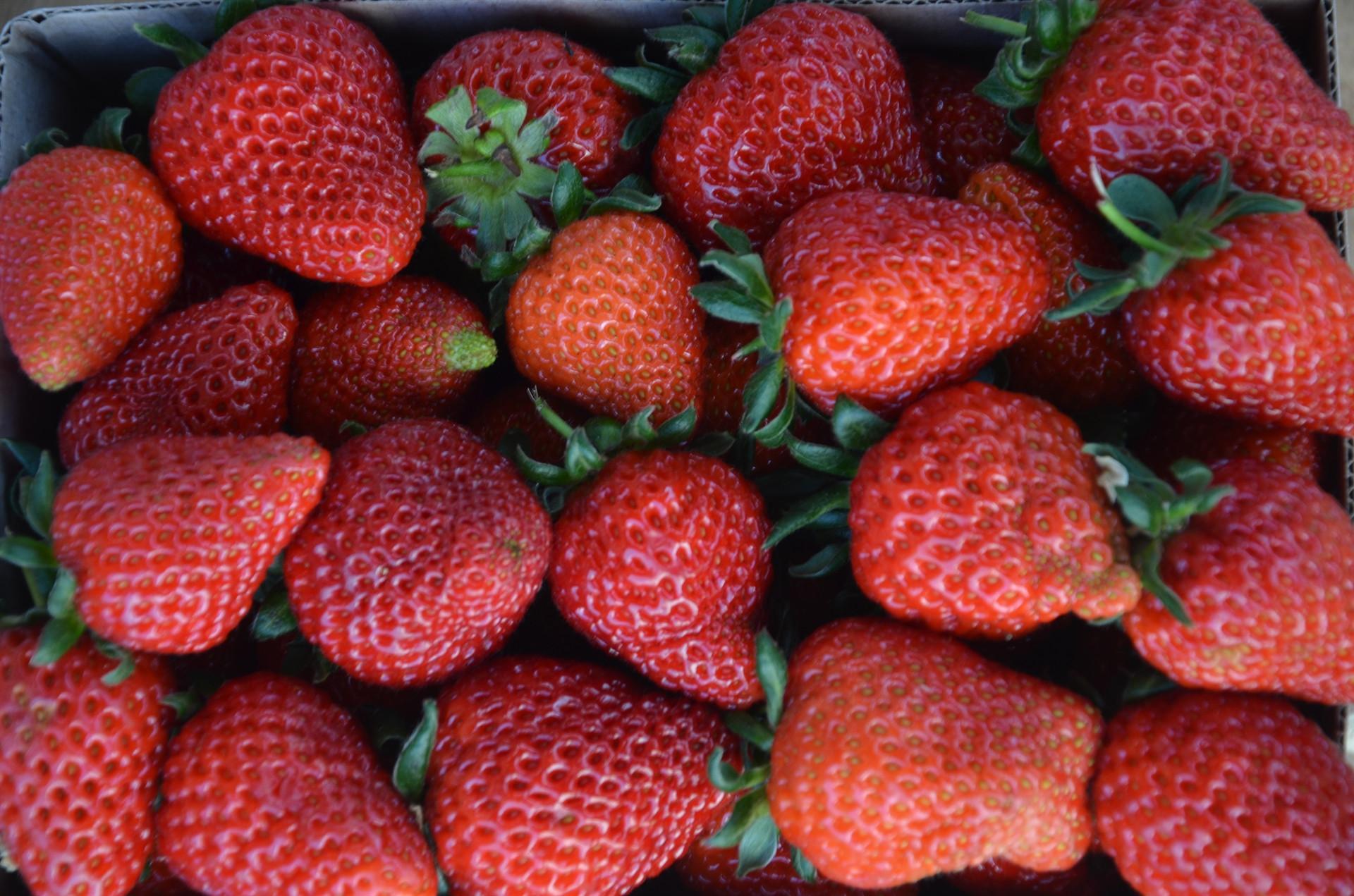 Turkish local’s modest strawberry initiative transforms into eight tons of harvest