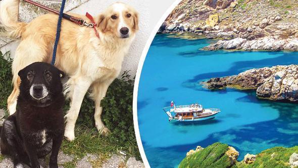 Bozcaada locals cry out against poisoning of animals on the island