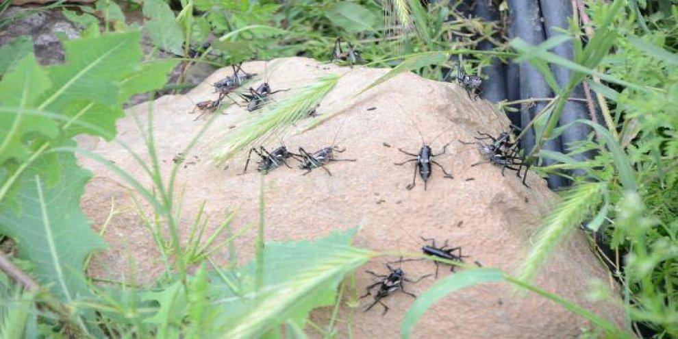 Cricket infestation stirs panic in Hakkari in Turkey’s southeast