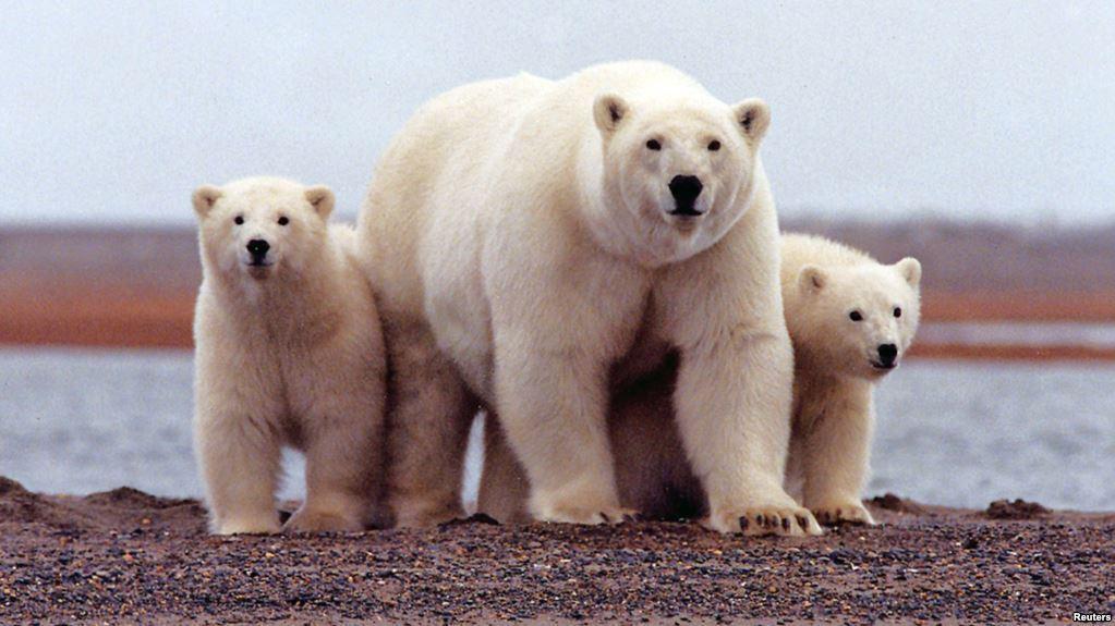 Hotter seas threaten marine wildlife with extinction