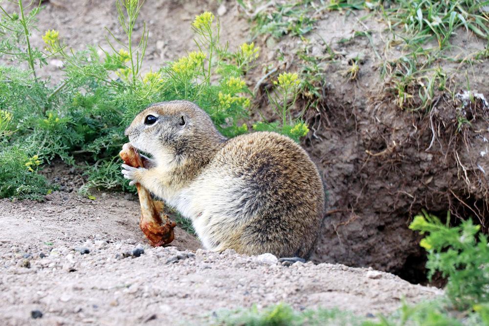 Mount Ararat home to rare species, squirrels