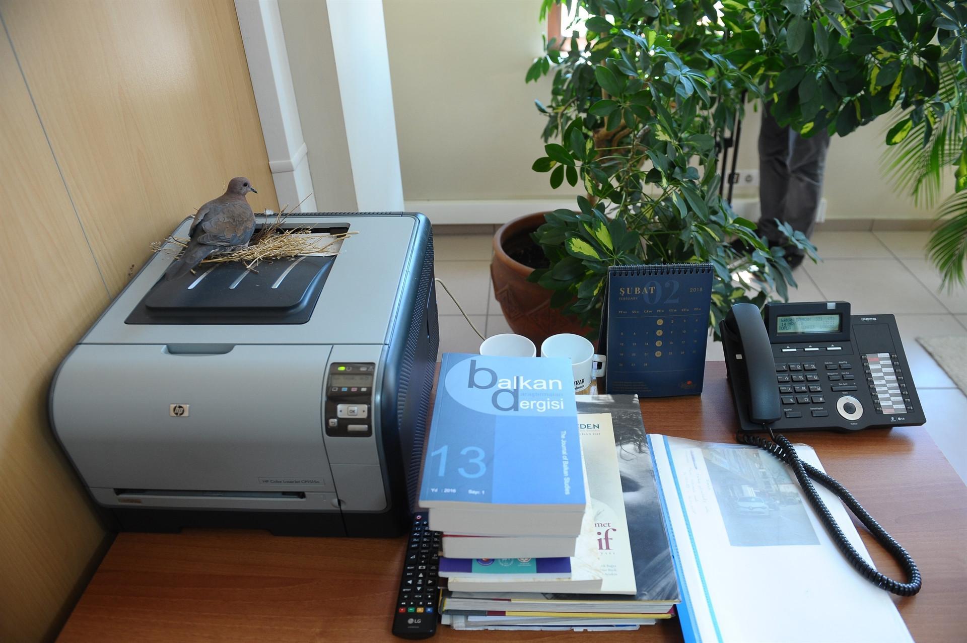Doves build nest on printer in Bursa mayor’s Office