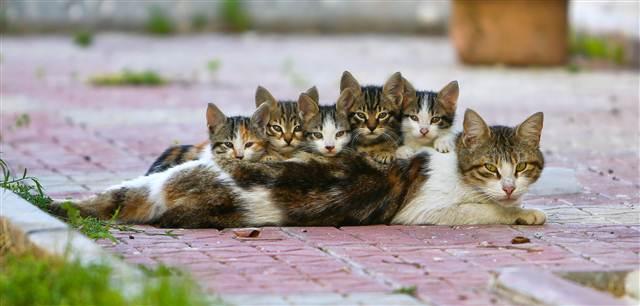 A mother cat boasts her offspring