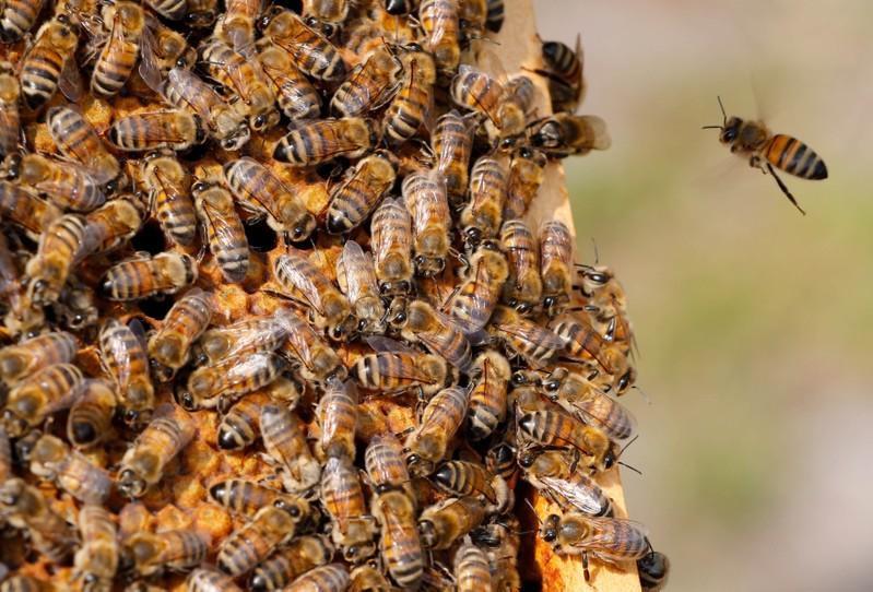 EU court upholds insecticide ban to protect bees