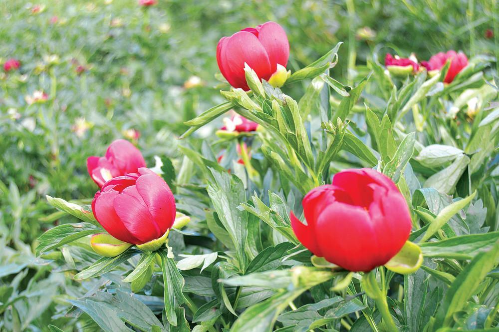 Peony roses under protection
