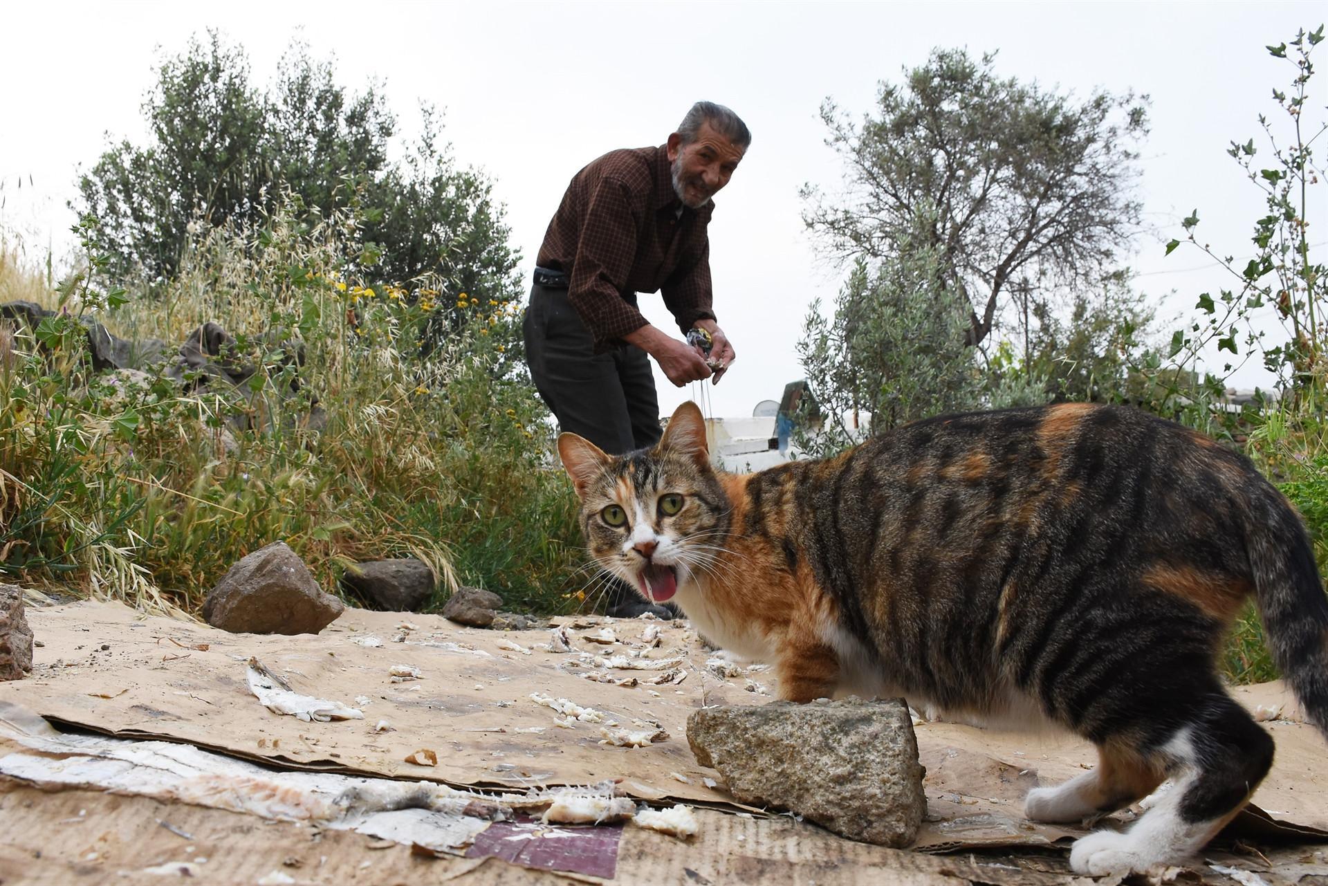 Local man feeds Bodrum’s cats for 30 years