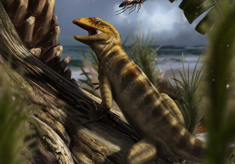 The mother of all lizards found in Italian Alps