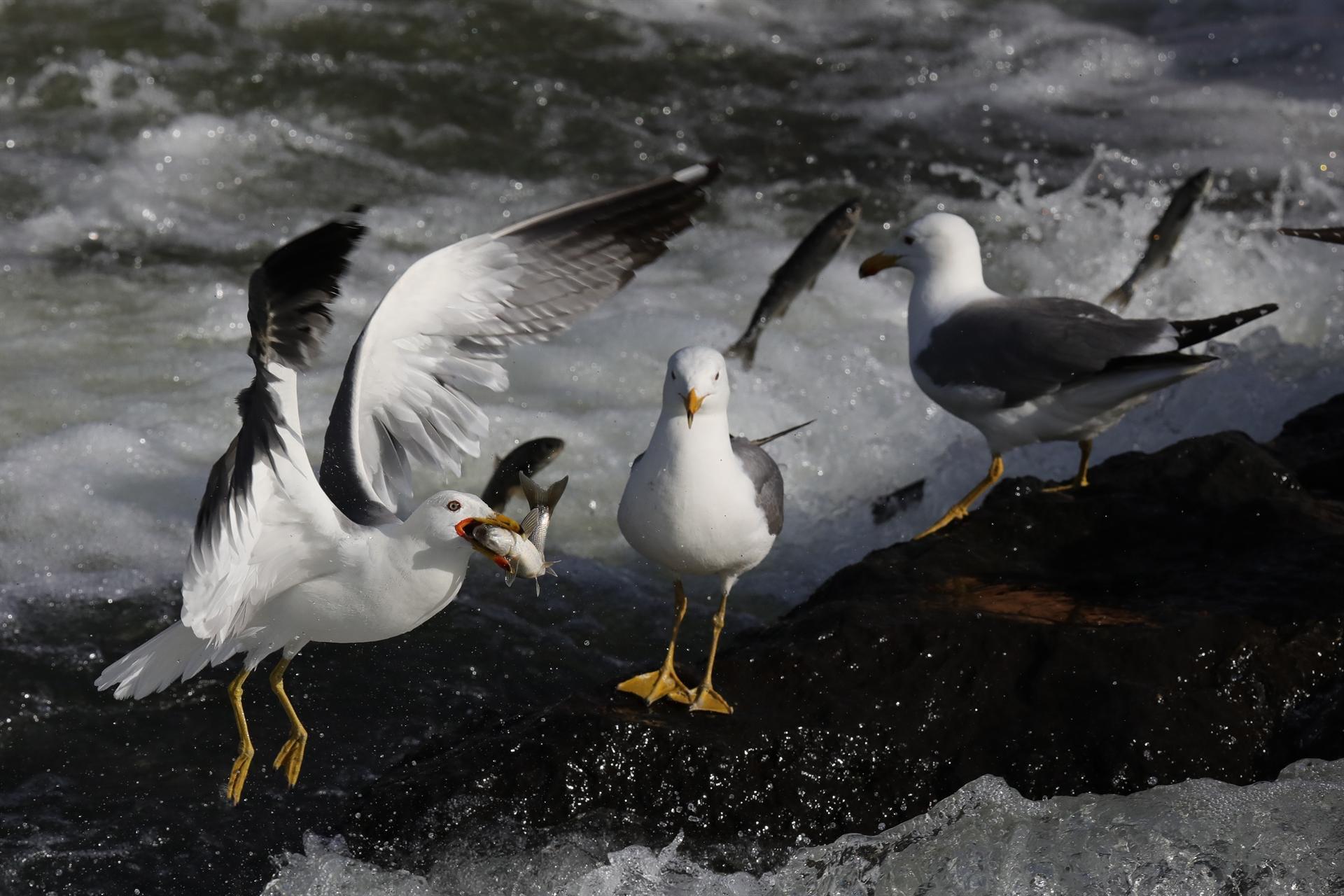Pearl mullets fight against seagulls