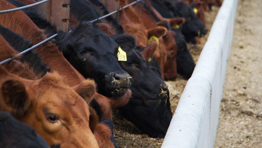 Russian cow meat exports to Turkey get clearance