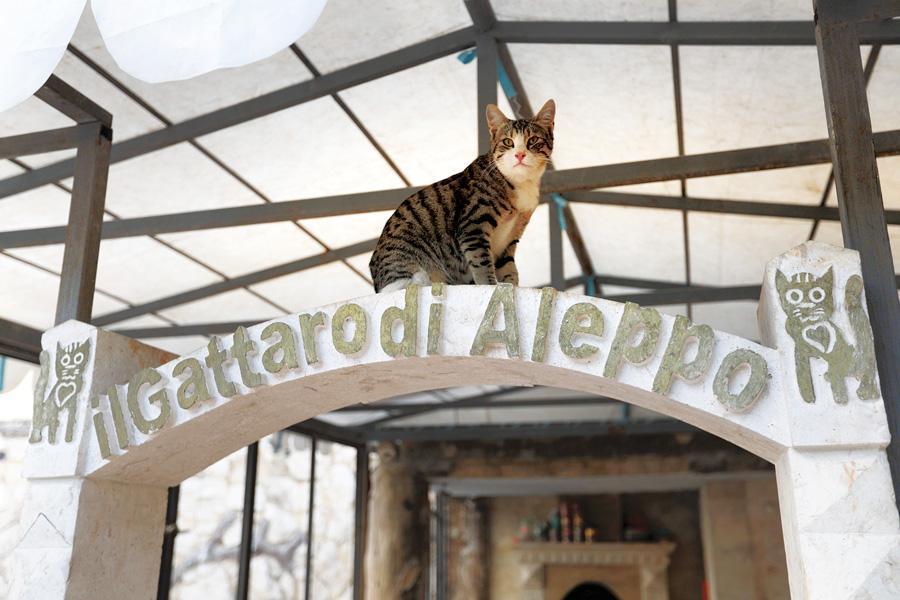 In war-torn Syria, cat man starts rare animal clinic