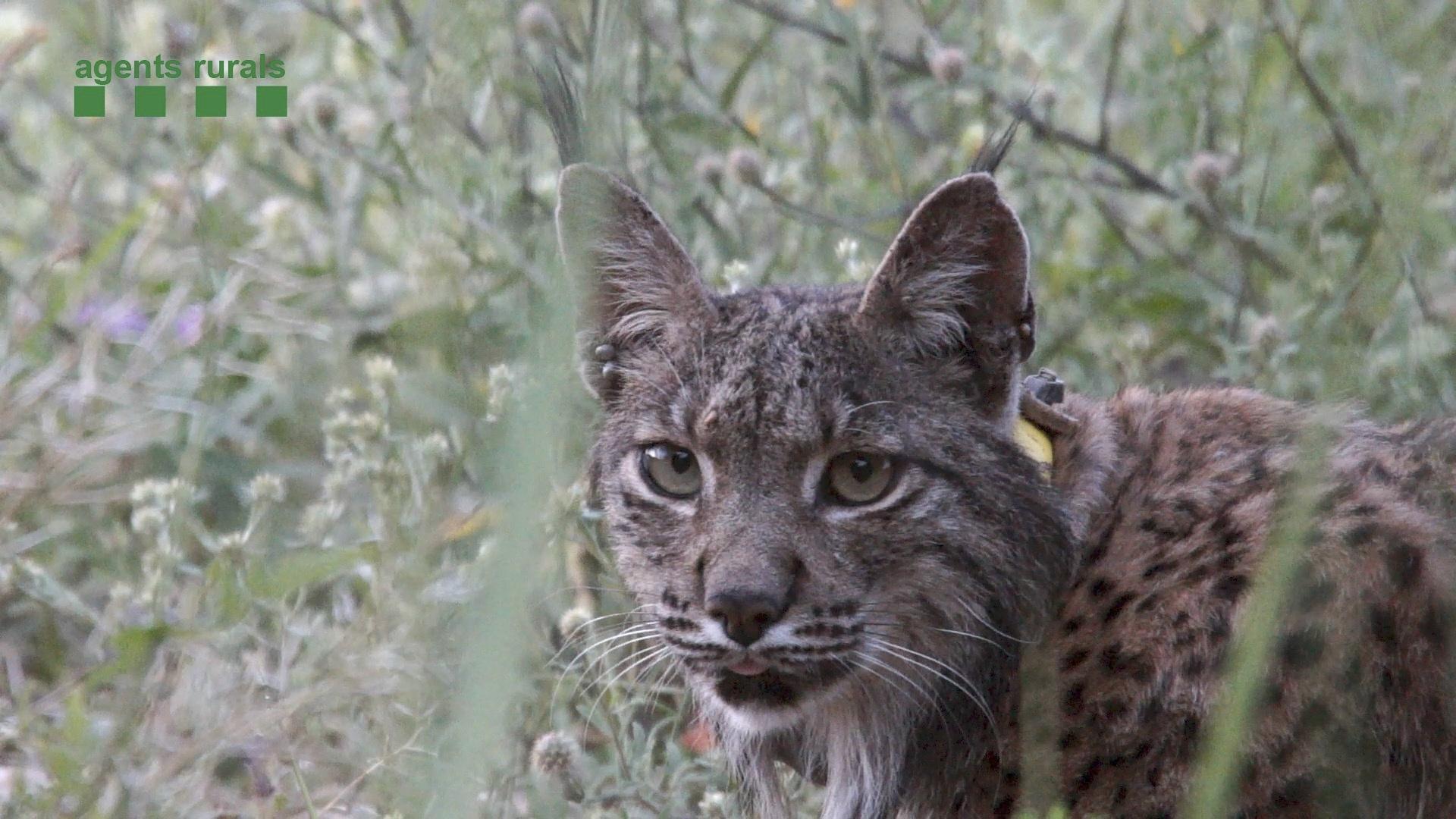 Rare lynx found in Spain after being released in Portugal