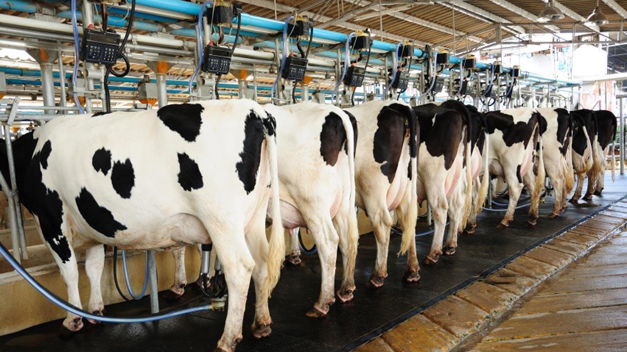 Turkey’s milk production up over 17 percent in April
