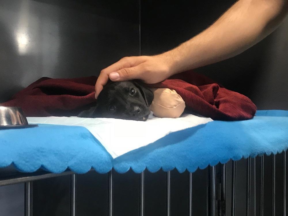 Puppy killing stirs outrage in Turkey as politicians vouch for new animal rights law