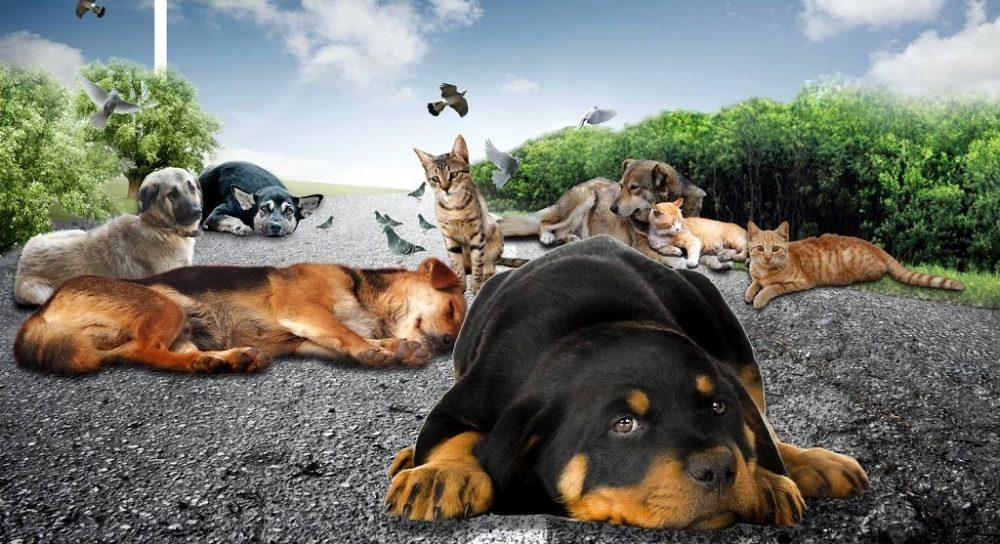 Turkish activists slam new bill on animal rights as ‘license to kill’