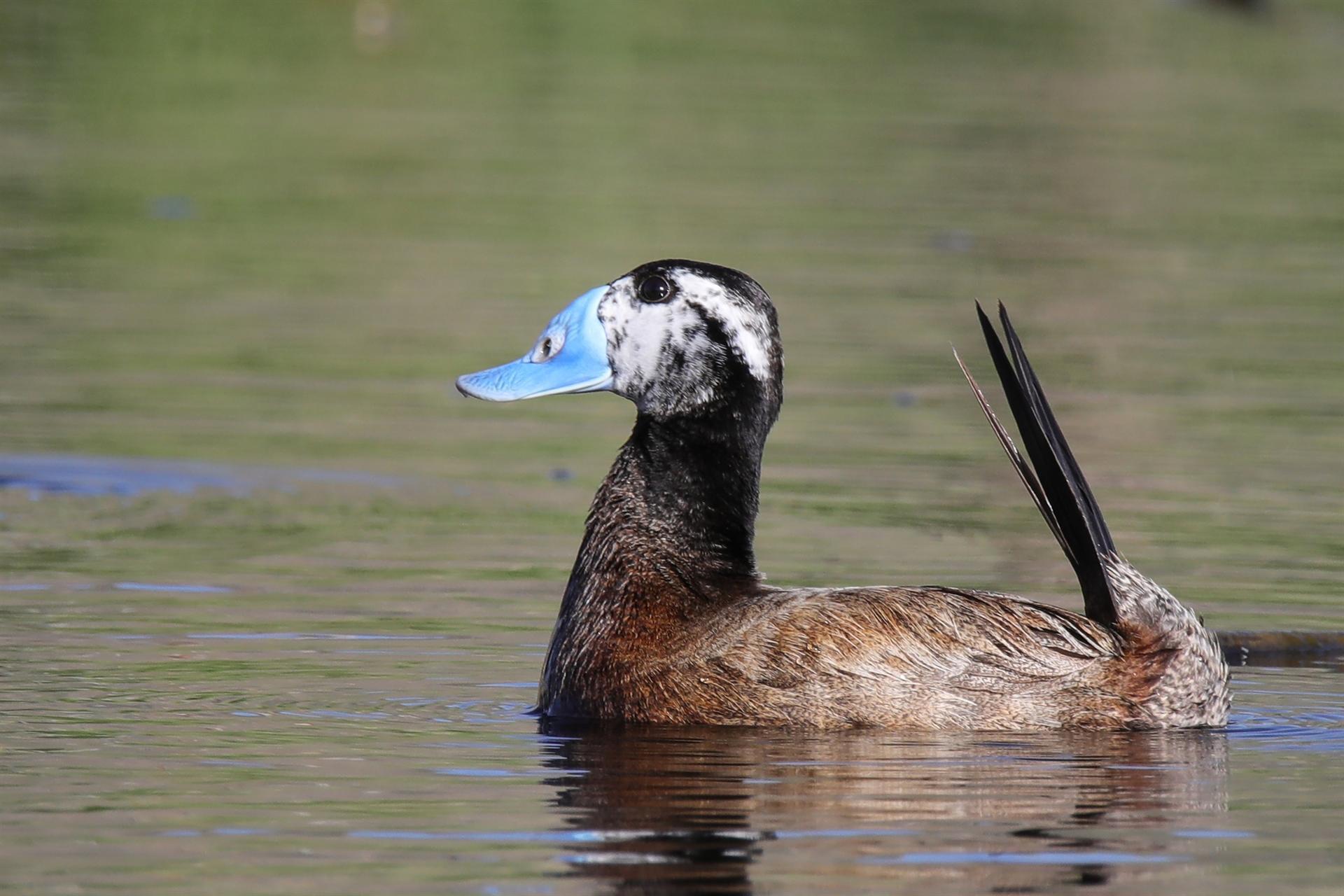 Bird population increases around Lake Erçek in Van