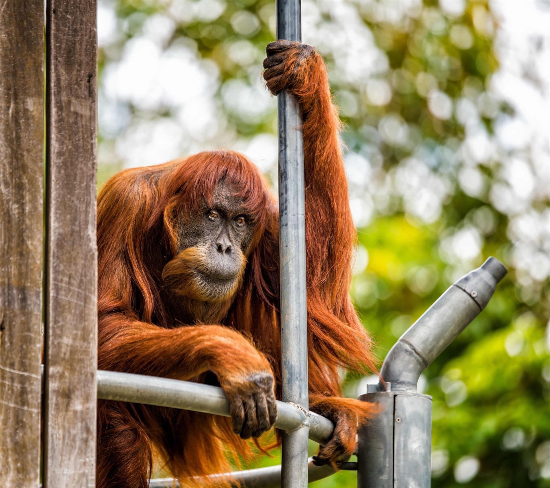 Worlds oldest Sumatran orangutan dies aged 62
