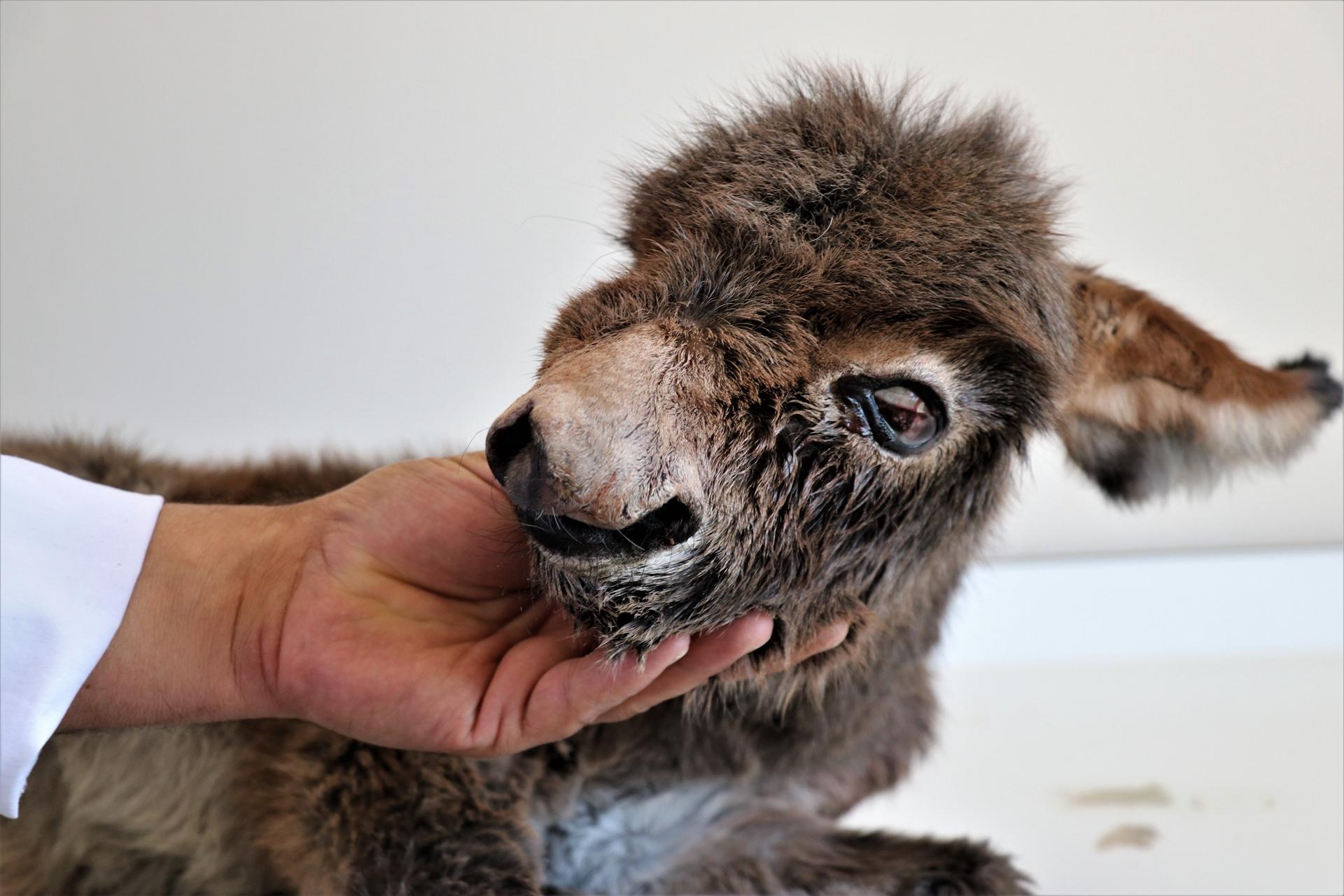 Abandoned baby donkey recovers after treatment in Turkey’s Van