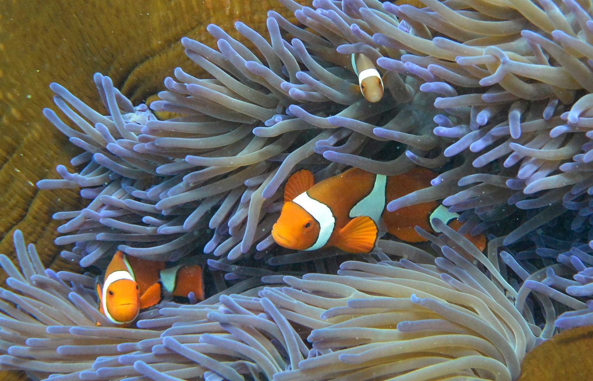 Australia failing to protect Great Barrier Reef: Activists
