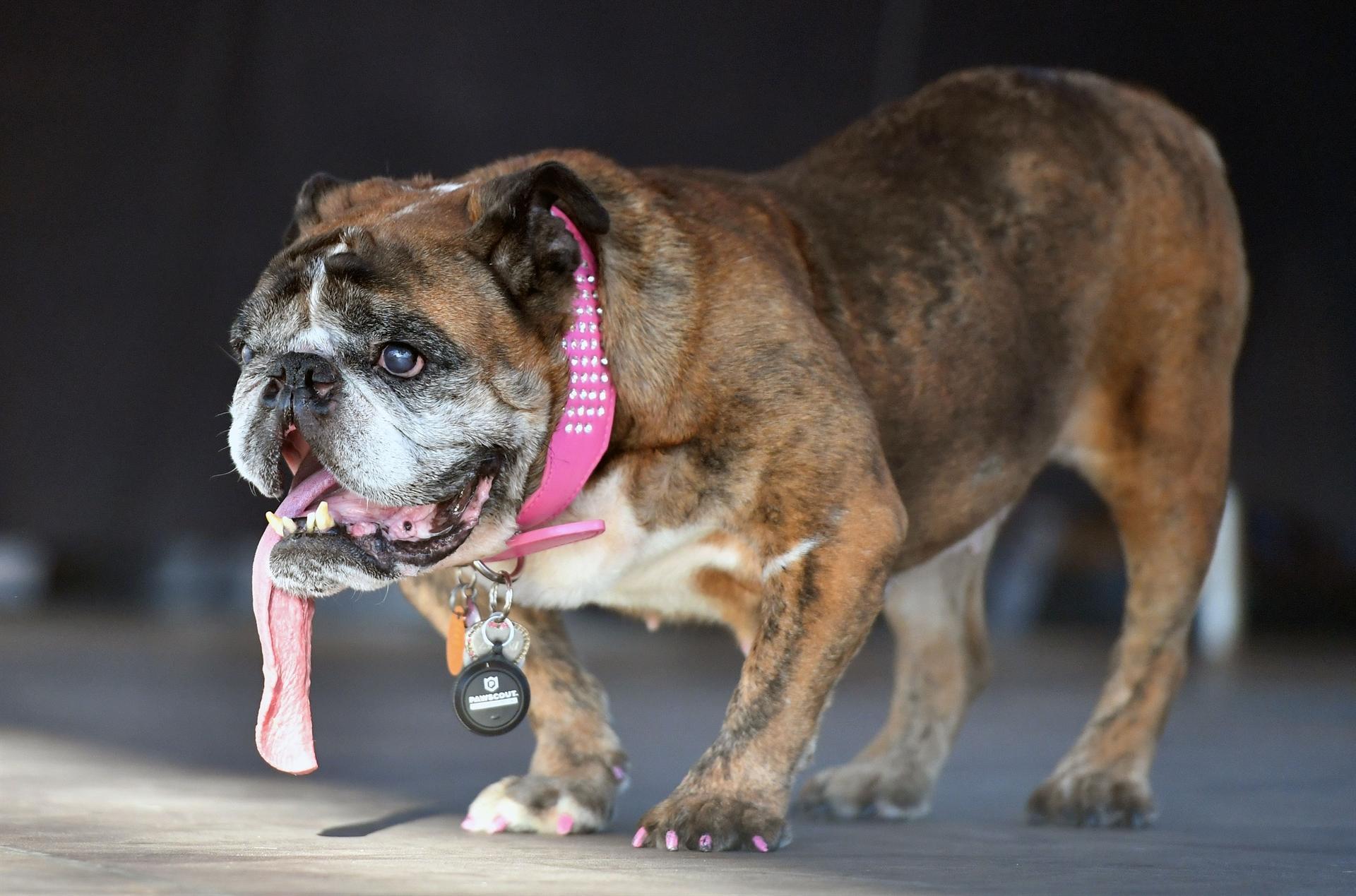 English Bulldog drools way to Worlds Ugliest Dog crown