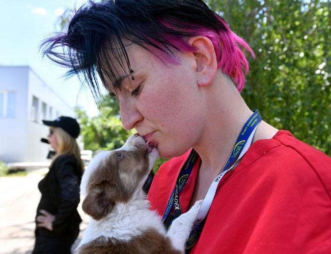 Chernobyl stray dogs offered new life in US