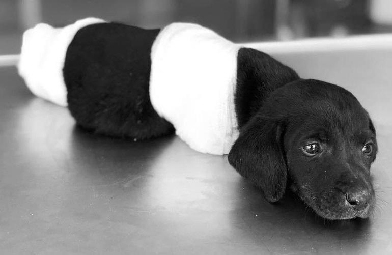 Suspect in horrific killing of puppy released