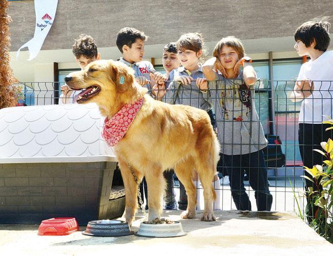 Schools in Trabzon’s Ortahisar to look after strays dogs as part of animal welfare project