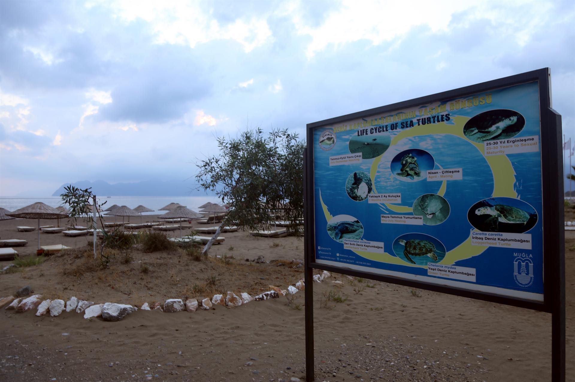 Baby sea turtles crawl to sea in Turkey’s Muğla