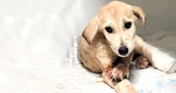 Puppy in critical condition after armed attack in Turkey’s southeast