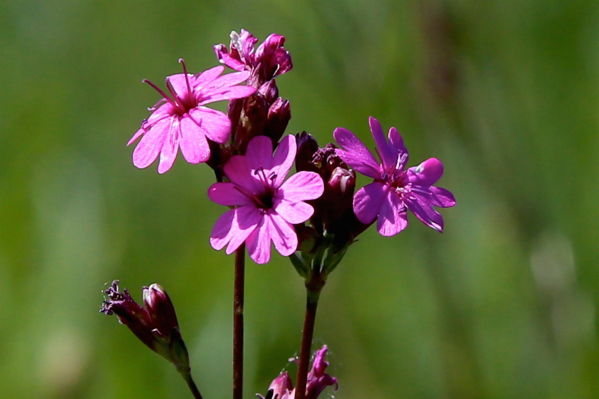 Damage to rare plants punished in Turkey