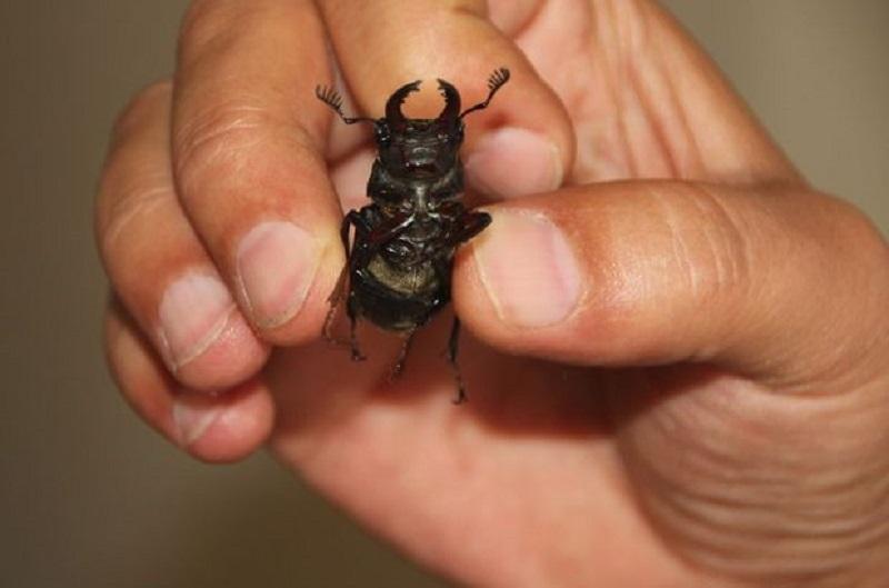 ‘Most valuable’ rare stag beetle species found in western Turkey