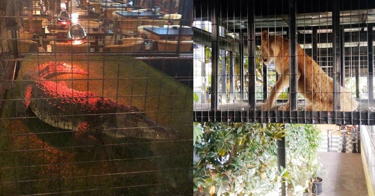 Turkish cafe with exotic animals shut down: Activists