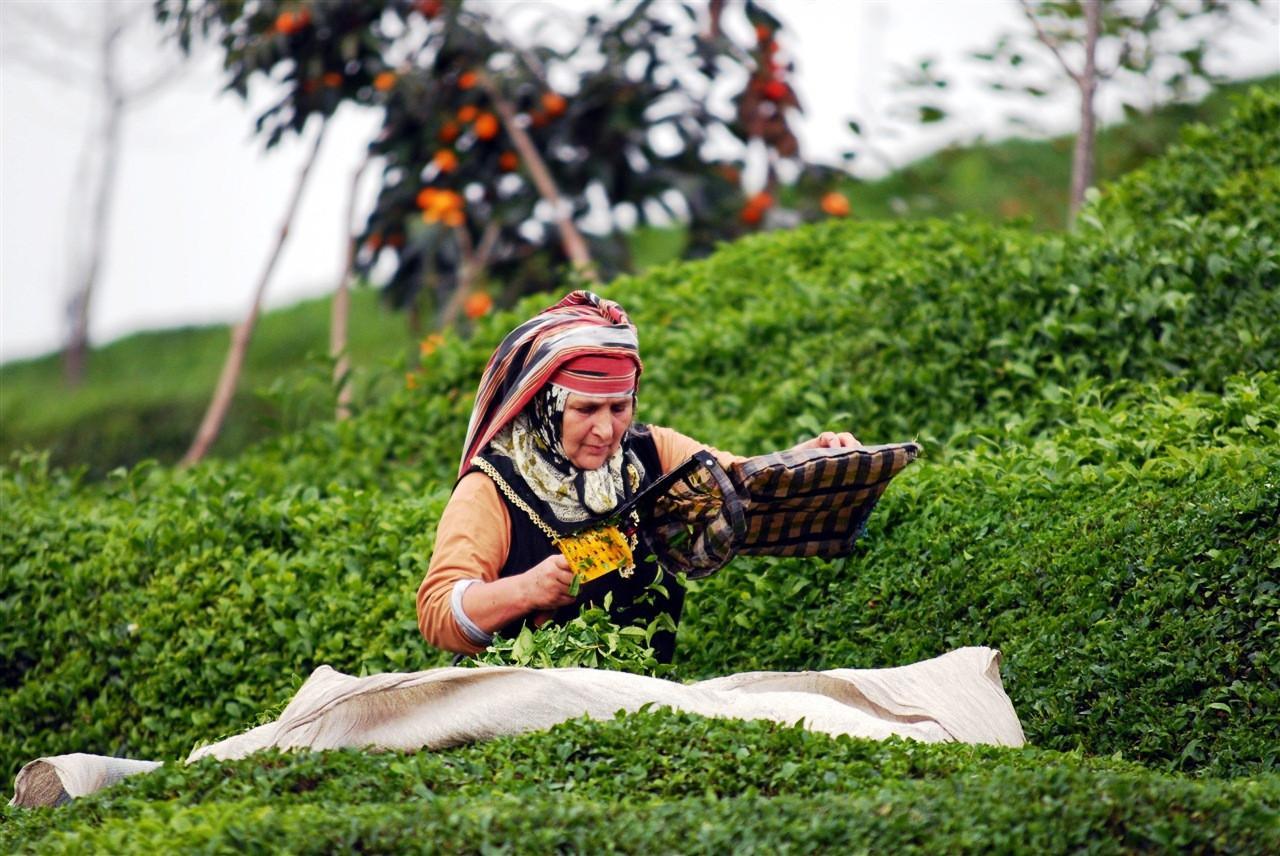 Turkey exports tea to 93 countries in first 6 months