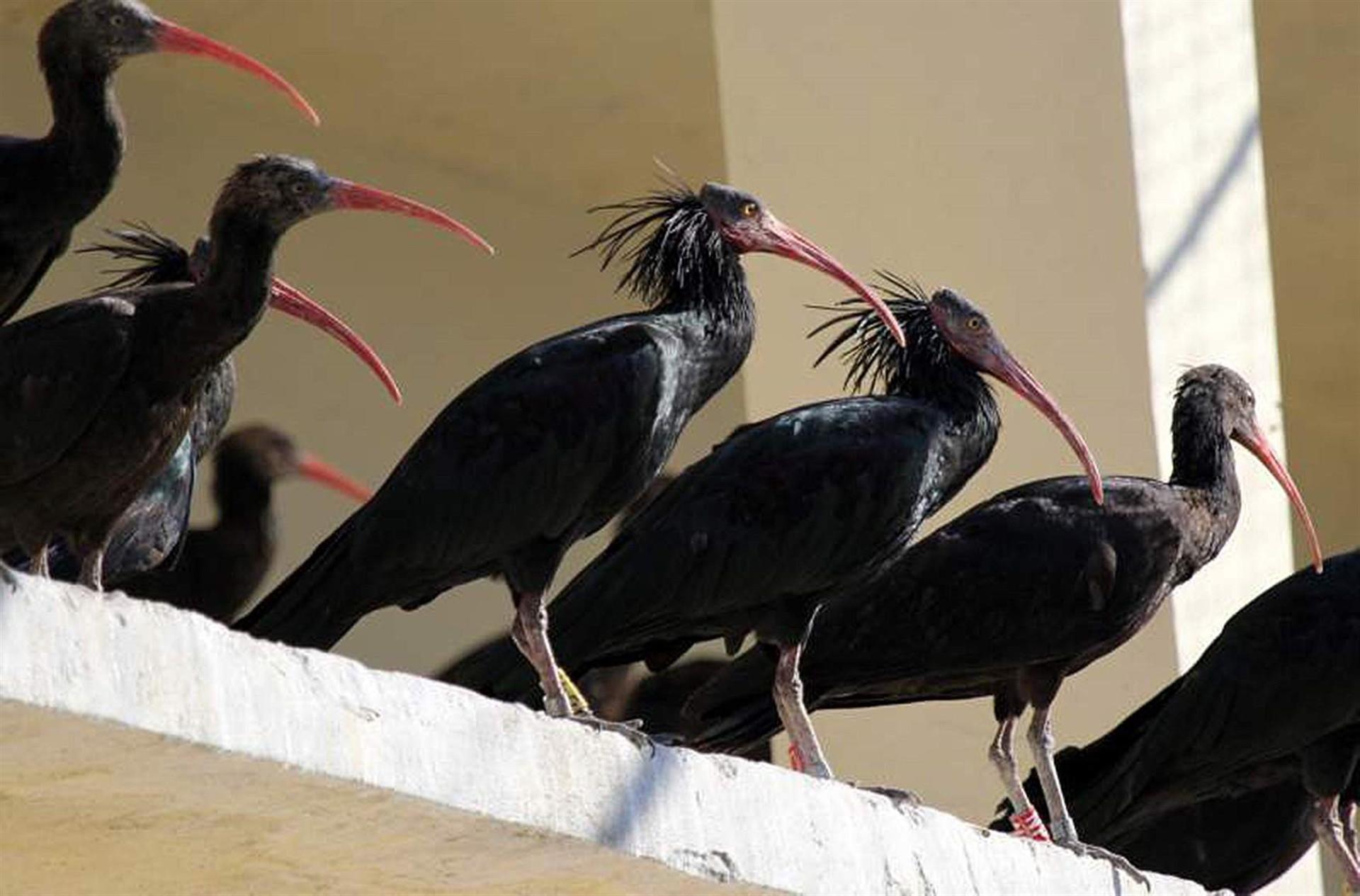 Bald ibises protected against electricity