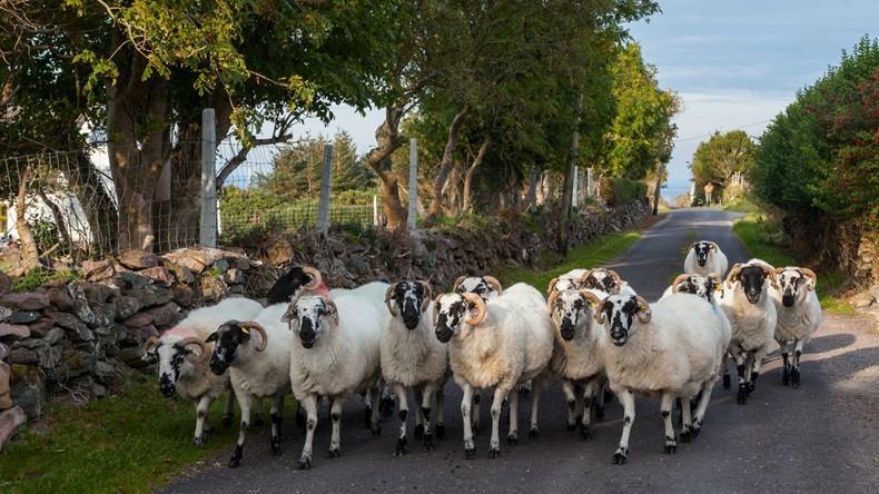 Contagious ovine rinderpest virus reported in Bulgaria, by Turkey border