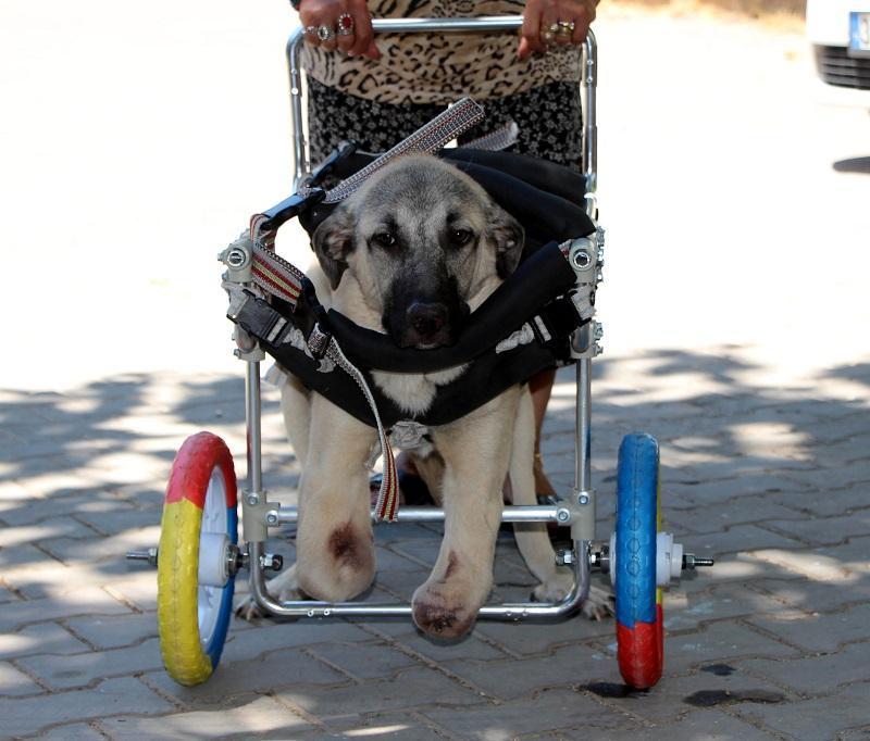 New design by ‘Repairman of Lives’ makes dog walk again