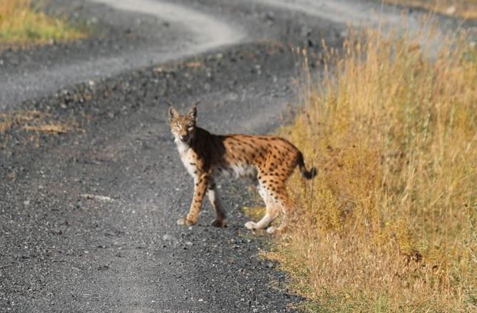 ‘Lucky’ man photographs red lynx in eastern Turkey