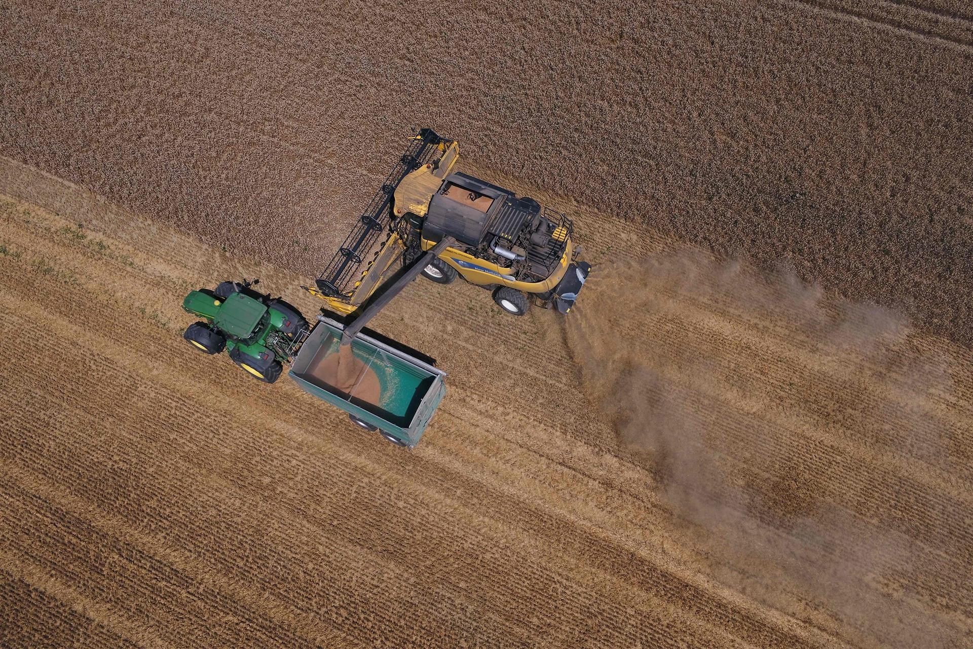 Heatwave ravages European fields, sending wheat prices soaring