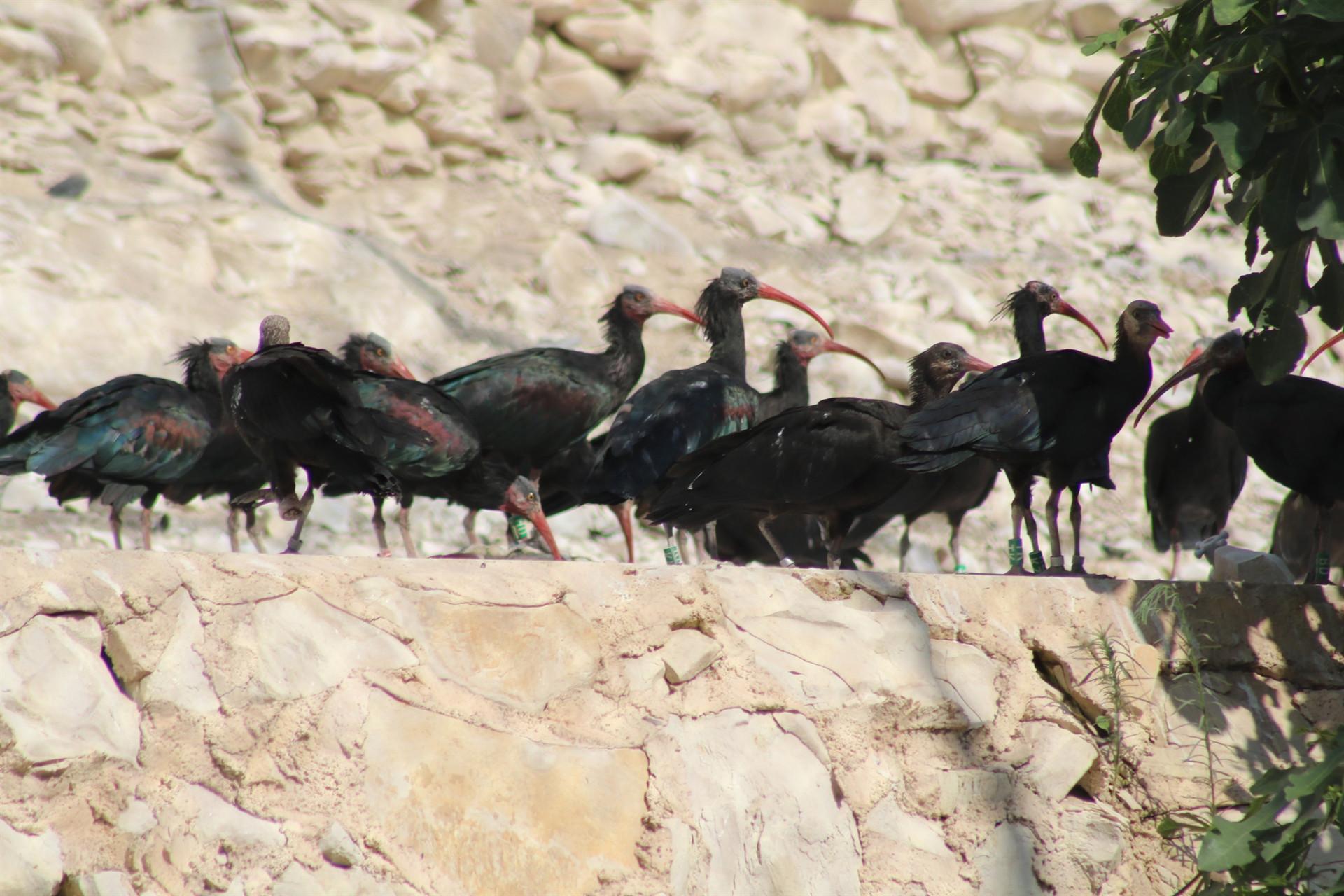 Protected bald ibises have new babies