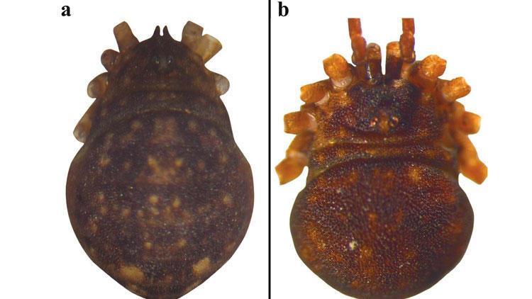 New spider species discovered in southeast Turkey