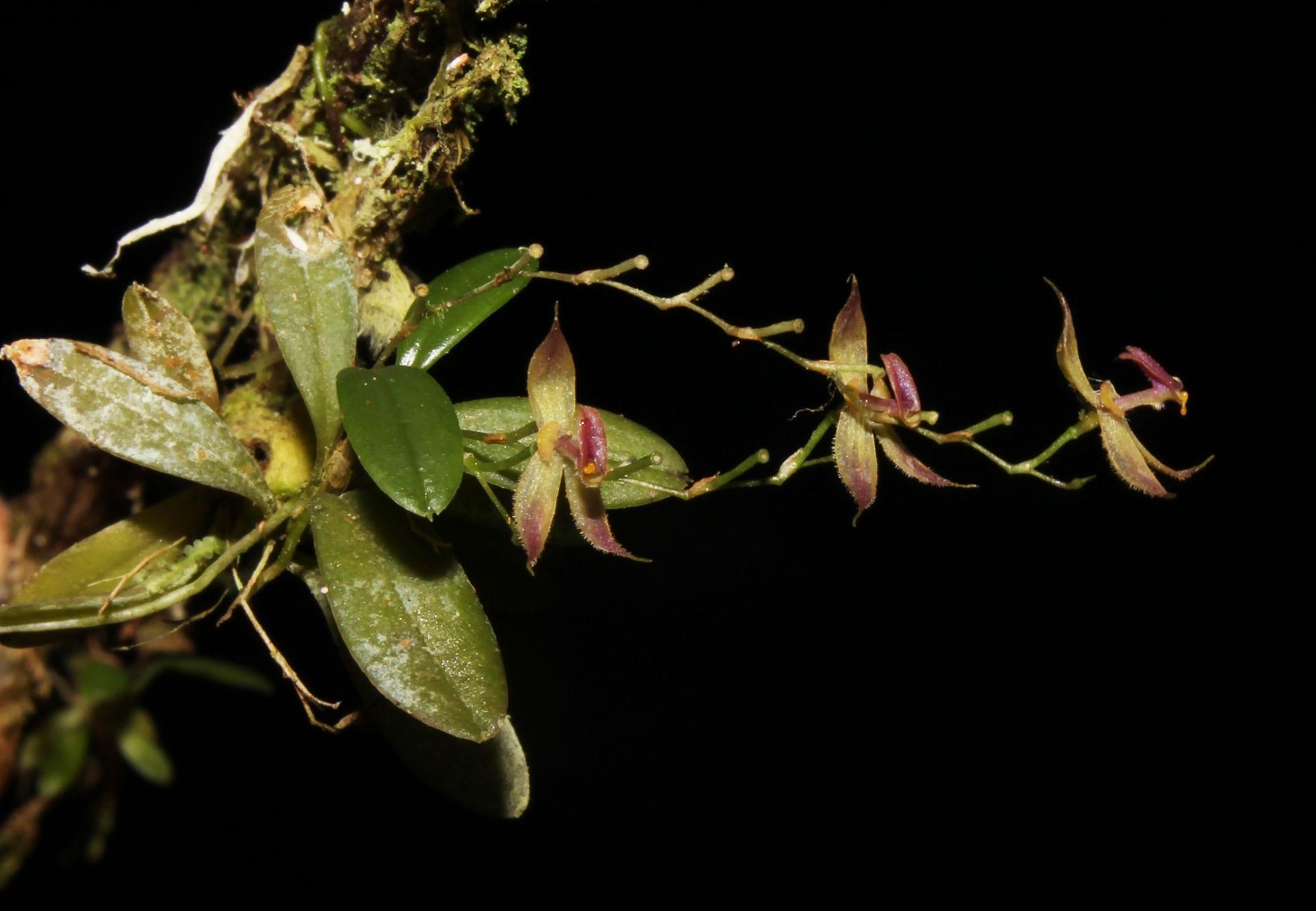 New species of orchid discovered in Peruvian jungle