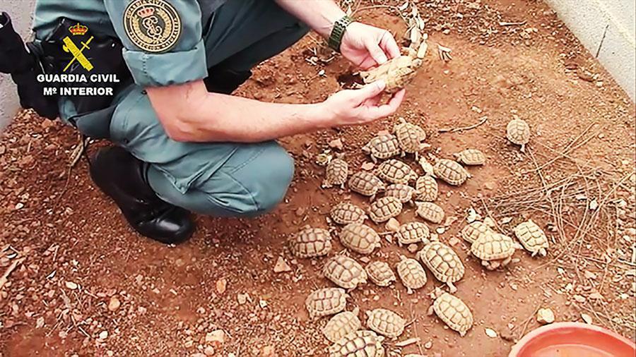 Spanish police smash Europes biggest illegal turtle farm