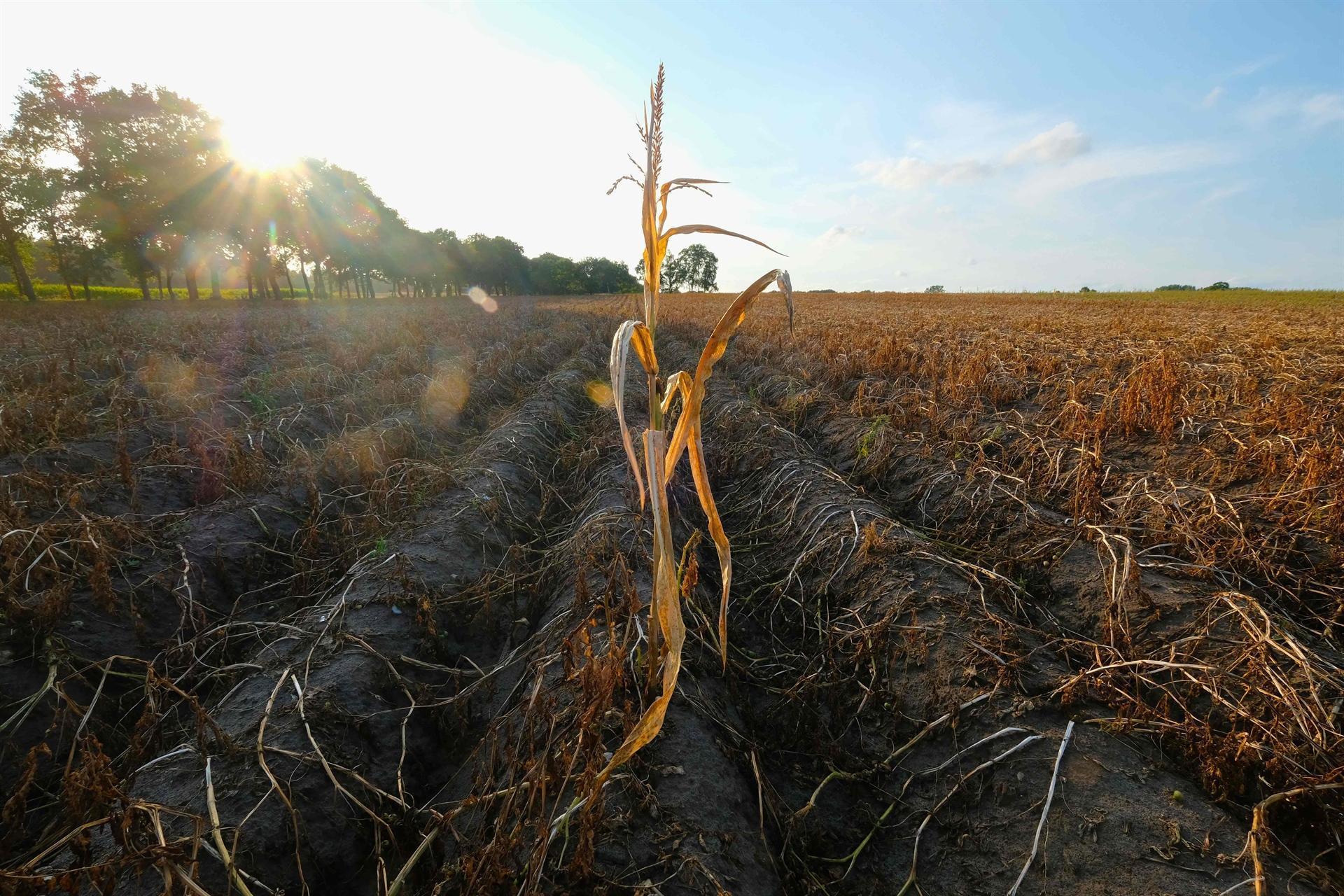 Germany gives aid to drought-hit farmers after poor harvest