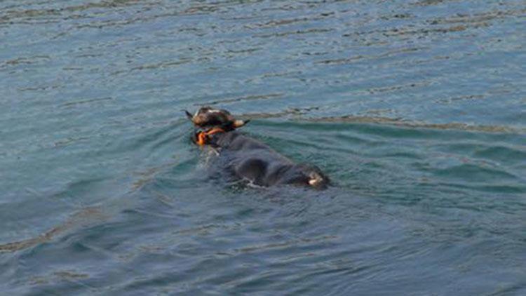 Turkish owner pardons bull after it escaped sacrifice by swimming 23 kilometers