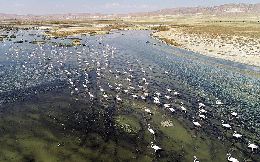 Turkey’s Salt Lake sanctuary for birds