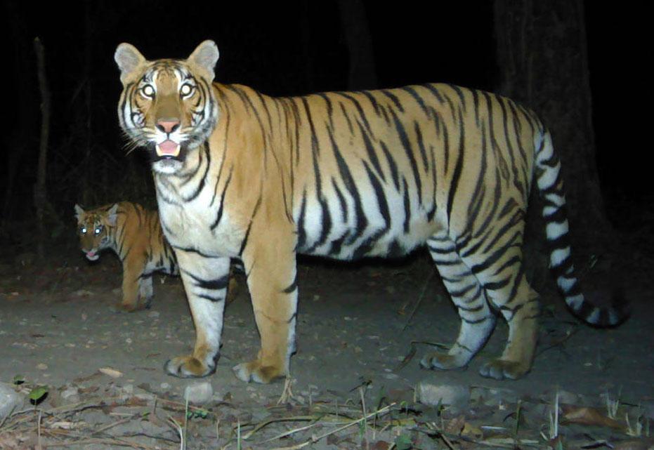 Tiger population nearly doubles in Nepal