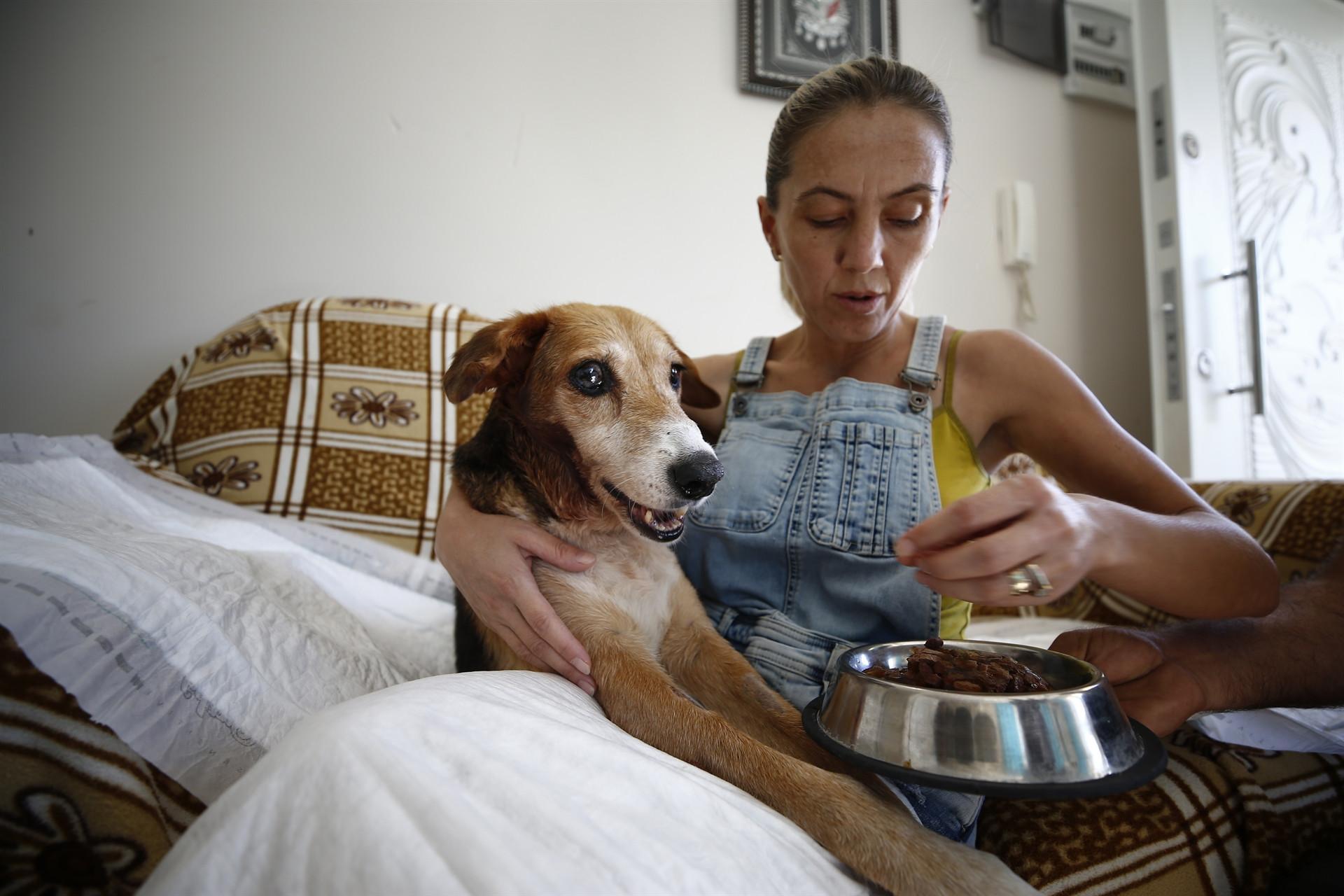 Stray dog in Antalya survives with 126 buck shots