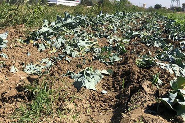 Man fined 5,000 liras for irrigating farm with sewage
