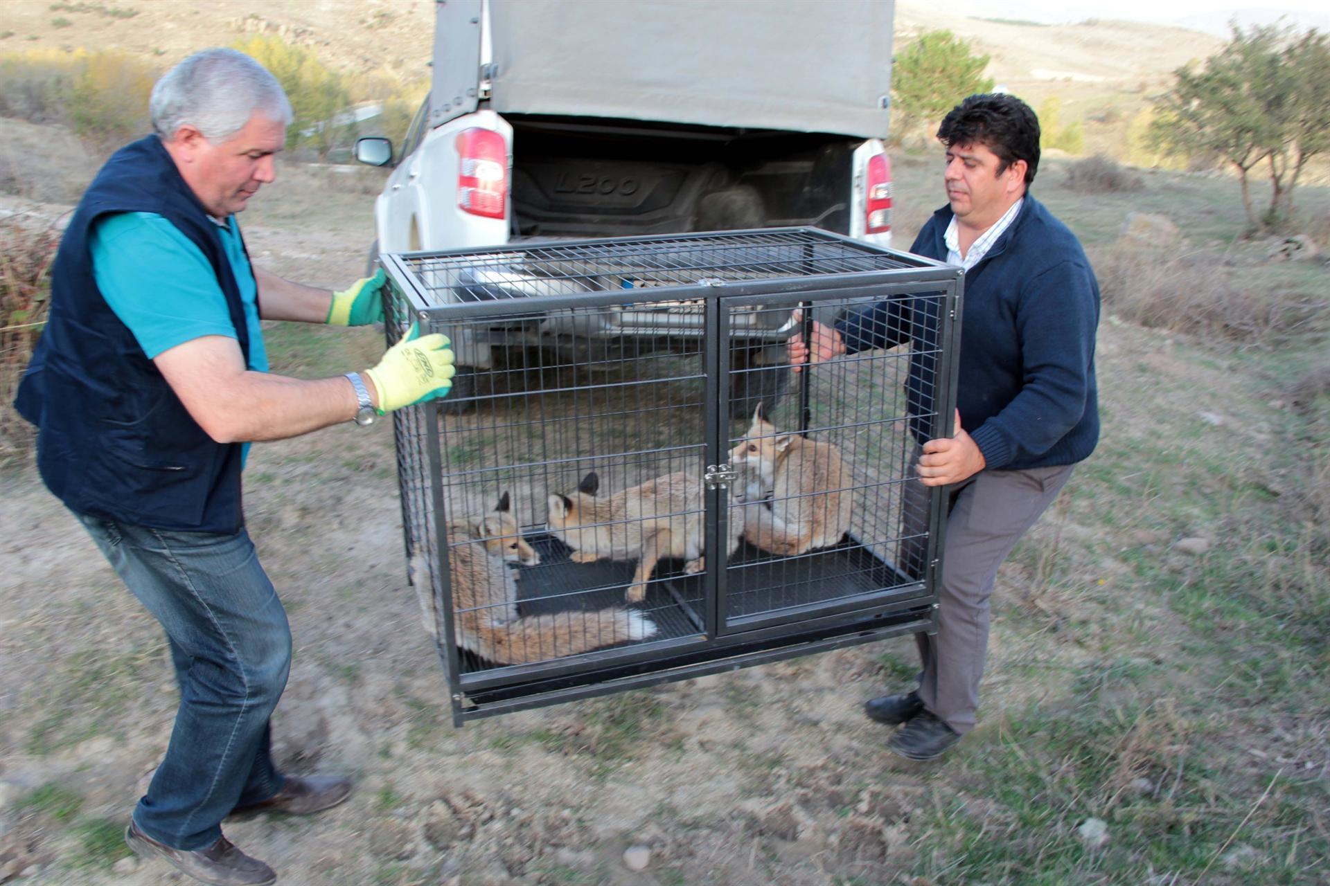 Fox cubs released into nature